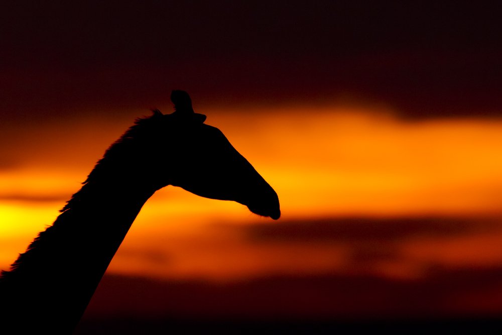a giraffe silhouette against a sunset